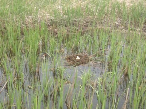 STCブログ写真 2012/05/17