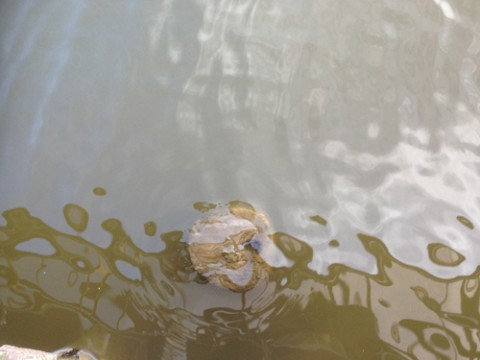 STCブログ写真 2013/06/03