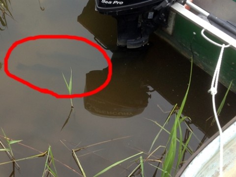 STCブログ写真 2013/06/07