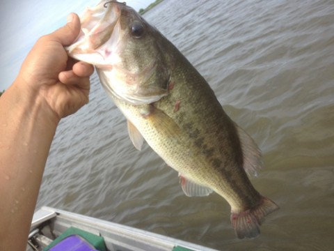 STCブログ写真 2013/06/17