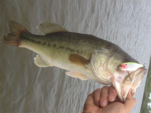 STCブログ写真 2013/06/17