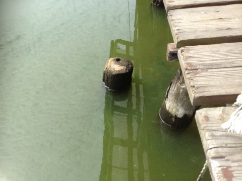 STCブログ写真 2013/09/10