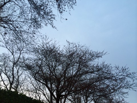 STCブログ写真 2014/04/22